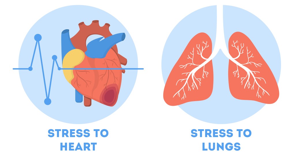 Heart & Lungs